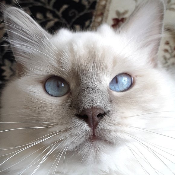 Meet your Posher, JJ - Picture 2 of 2